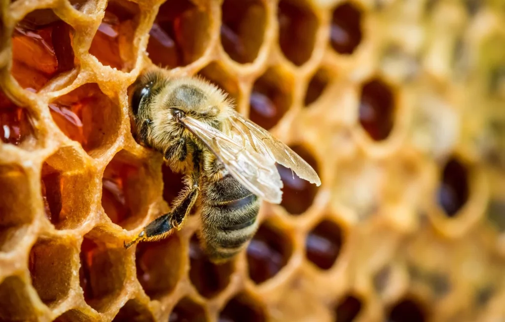 1444x920 une abeille dans une ruche