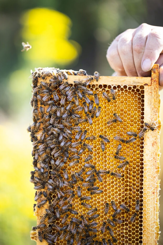 rucher de la cage verte 4 683x1024