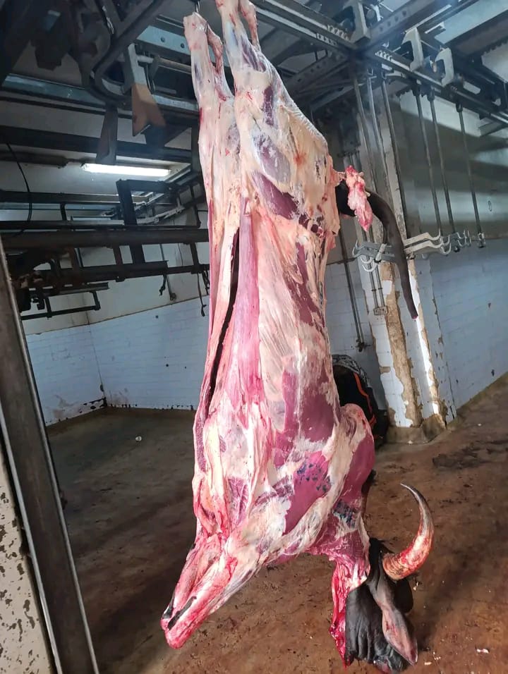 whatsapp image 2026 01 26 at 23.54.33