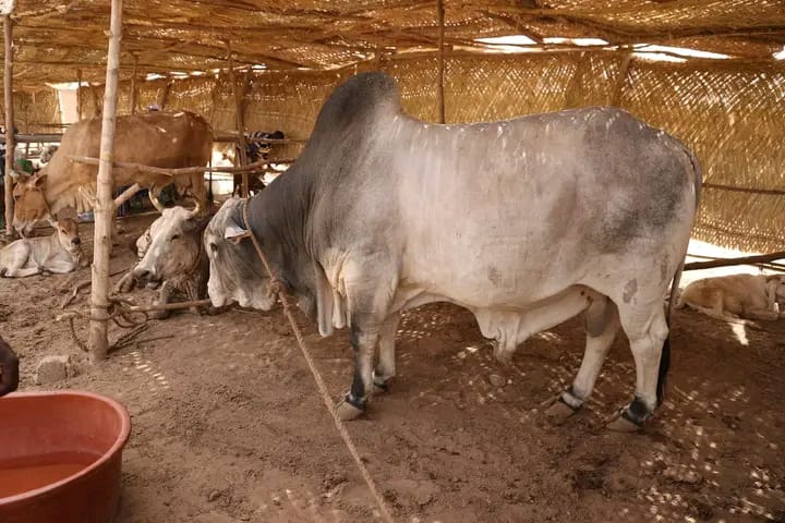 whatsapp image 2026 01 26 at 23.54.39 (1)